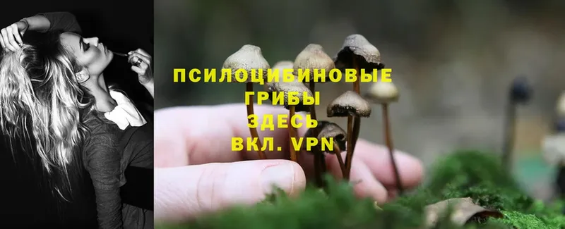 Псилоцибиновые грибы GOLDEN TEACHER  Тобольск 